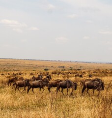 Wildebeest herd migrating across vast East African savanna © Michael