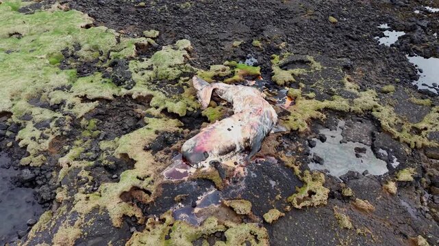 Iceland Decomposing Whale Carcass on Black Sand Beach Aerial Orbit 4K 60fps