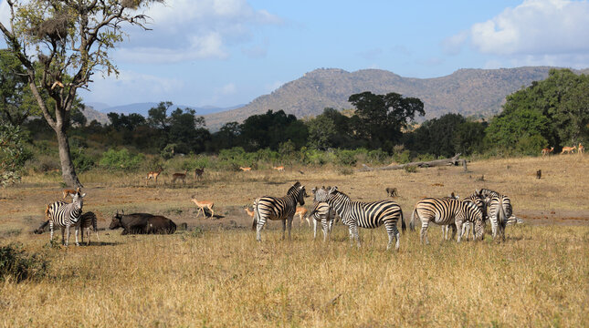 Kaffernb&uuml;ffel und Steppenzebra / African buffalo and Burchell's zebra / Syncerus caffer et Equus burchellii