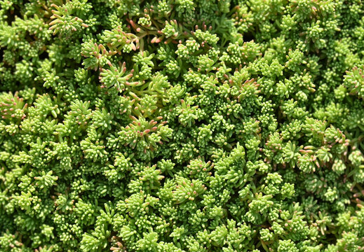 Sedum album plant, close up as background