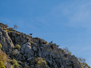 Fototapeta premium Alpine Chamois Herd On Rocky Cliff Under Clear Blue Sky