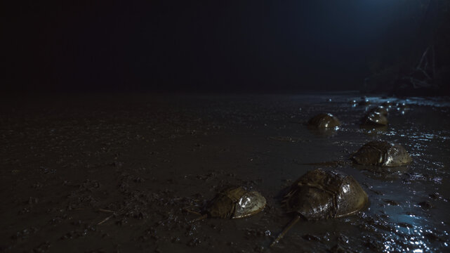 Horseshoe Crabs at Night for Marine Conservation and Wildlife