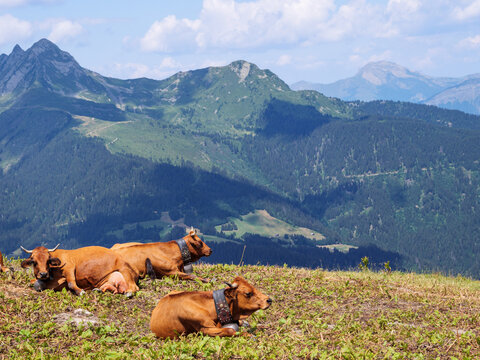 Tarine Cows Resting In Beaufortain Alpine Pasture