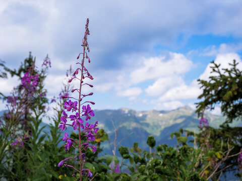 Rosebay Willowherb Flower With Beaufortain Mountain View
