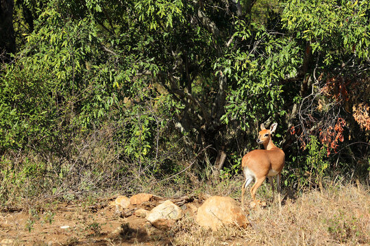 Afrikanischer Steinbock / Steenbok / Raphicerus campestris