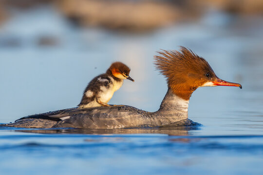 Female common merganser transporting on of it's many chicks  in Finland's Baltic sea coast