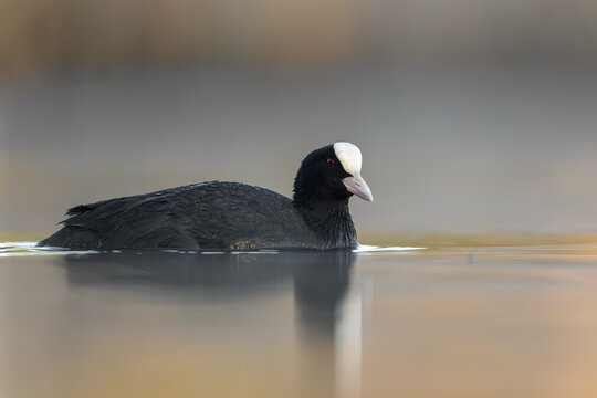 Eurasian coot swimming on calm water with a soft natural reflection