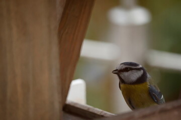 European blue tit in a bird feeder. © Tobias Legler