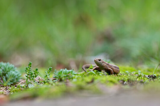 Viviparous lizard resting on a mossy forest floor in natural habitat