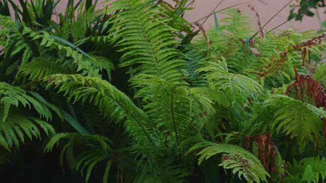 Close up of lush green fern leaves moving gently in the rain with water drops in a forest