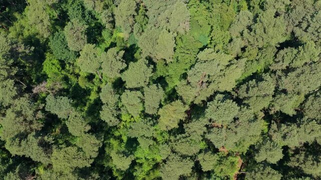 Green tree forest from top, footage. Summer green tree top in forest. Natural scenery of green forest aerial landscape. Nature landscape. Aerial top view of forest tree. Nature environment.