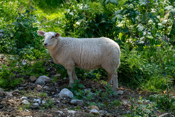Fototapeta premium Woolly white sheep grazing among lush green bushes