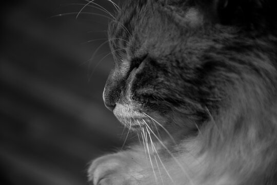 Gato pensativo