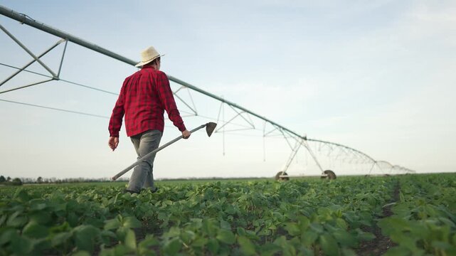 Farmer inspects irrigation field. Man in plaid shirt hat walks through crops. Agricultural worker with hoe hand. Farmer agriculture irrigation. Sustainable farming. Irrigating crops agriculture field.