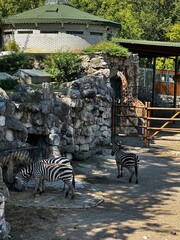Zebras eating hay and a giraffe in a sunny zoo enclosure © Monika