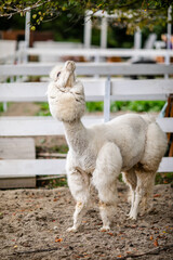 Obraz premium White alpaca grazing beside white fence in sandy outdoor paddock