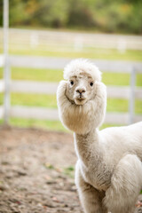 Fototapeta premium White alpaca standing in sandy paddock with blurred farm background and white fence.