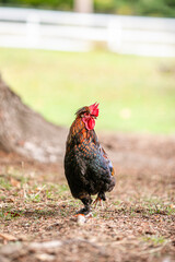 Colorful rooster walking on ground near tree with soft green blurred background. © Lena May