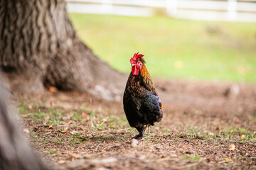 Colorful rooster walking on ground near tree with soft green blurred background. © Lena May