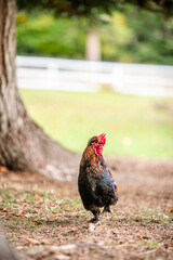 Colorful rooster walking on ground near tree with soft green blurred background. © Lena May