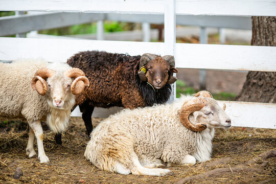 Group of horned rams resting on straw inside fenced animal enclosure.