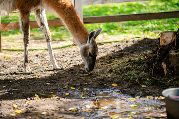Fototapeta premium Lama grazing near puddles under tree in fenced animal park.