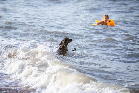 Wet black spaniel dog stands in foamy sea surf looking toward blurred child swimming in background.