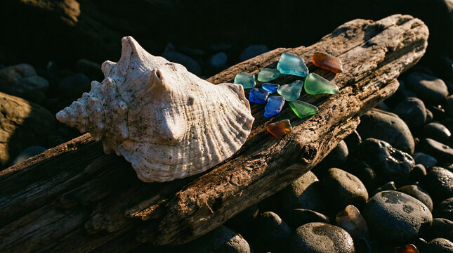 Dramatic Seashell Still Life with Moody Ocean Blue Tones. Artistic side-angle composition of conch shell and sea glass on driftwood, dramatic directional lighting with deep shadows