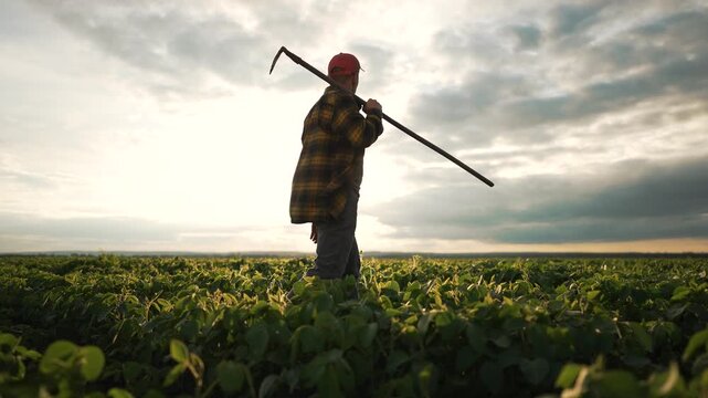 Farmer using hoe to work in soybean field. Man in plaid shirt cap tending crops with tool. Agribusiness scene at sunset maintaining soybean plants. Farmer daily routine agribusiness and cultivation