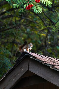 American red squirrel, Tamiasciurus hudsonicus, sits on a garden shed with mountain ash tree in background
