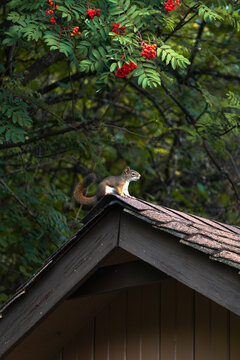 American red squirrel, Tamiasciurus hudsonicus, sitting on a shed roof beneath a mountain ash tree in early autumn