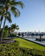 Fototapeta premium Palm trees and a manicured lawn overlook a marina filled with boats