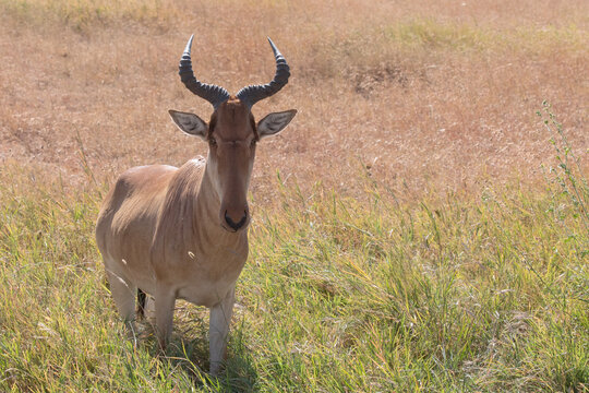 A magnificent hartebeest photographed in the Serengeti during the wildebeest migration.