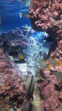 Vertical Video of Tropical Fish Swimming Near Coral Reef in Aquarium