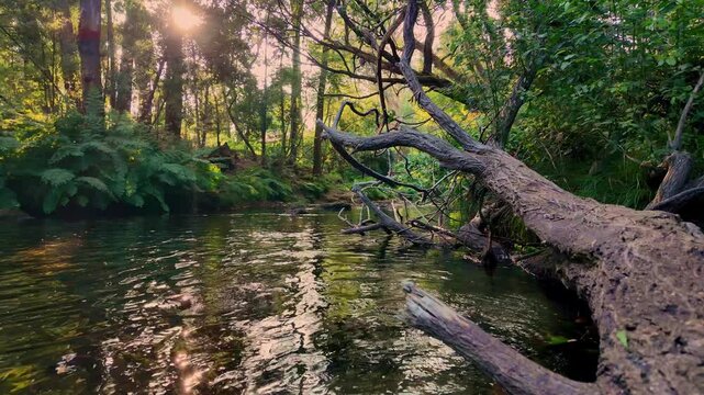 A weathered fallen tree extends over a tranquil riverbank with textured bark and gentle sunlight reflecting off the rippling water surface in a lush woodland setting