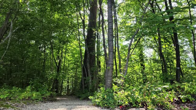 Lush green forest path winds through tall trees. Dappled sunlight filters through thick leaves above. Ferns and undergrowth flank the quiet dirt trail. Birdsong hums softly in the serene woodland air