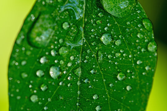 morning dew drops on leaf macro photo