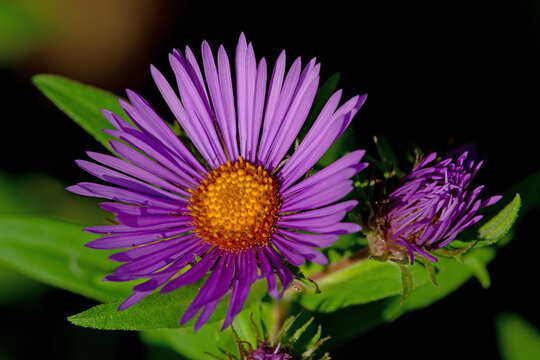 New England Aster flower