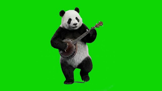 A funny 3D giant panda bear standing and playing a banjo musical instrument, isolated on a chroma key green screen background. Great for video compositing, music video VFX, humorous commercials, and m