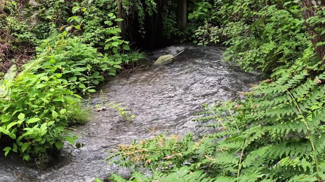 Clear stream rushes through lush green ferns. Deep forest shadows surround the flowing water. Fir trees stand tall behind the rushing stream. Nature's quiet rhythm soothes the soul