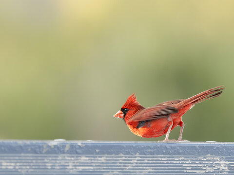 A vibrant male Northern Cardinal pauses in warm morning light