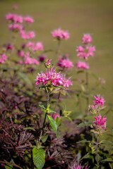 Obraz premium pink flower in the garden