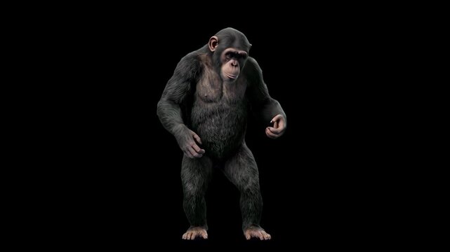 A detailed 3D model of a wild chimpanzee standing in a natural pose, isolated on a dark backdrop. Excellent for scientific documentaries, primate research content, wildlife education, high-contrast vi