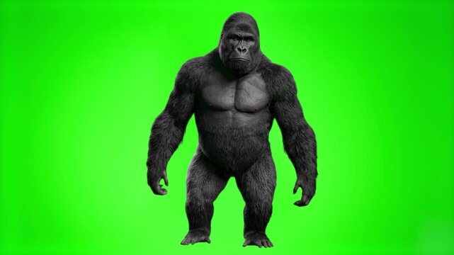 A strong 3D silverback gorilla standing on a solid bright chroma key green screen backdrop. Designed for easy keying into action scenes, wildlife documentaries, movie VFX, and visual editing.