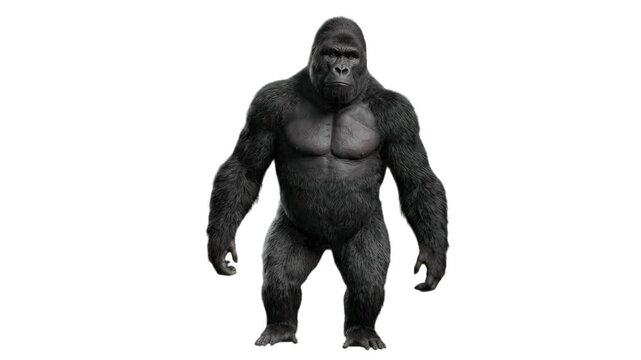 A strong 3D black gorilla standing upright against a plain white background. Ideal for strength motifs, animal documentaries, fitness graphics, and wildlife presentations.