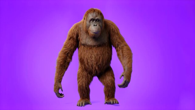 High-detail 3D render of a reddish-brown orangutan ape standing with arms open, set against a smooth purple background. Great for rainforest conservation videos, wildlife documentaries, exotic primate