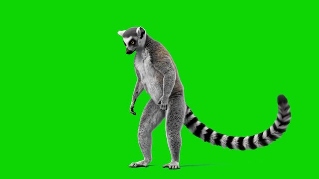 Realistic 3D model of a ring-tailed lemur standing in side view with its iconic striped tail, isolated on a bright green screen chroma key background. Perfect for Madagascar wildlife videos, nature do