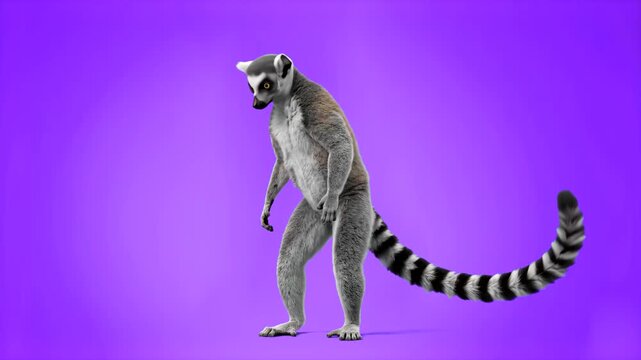 A detailed 3D ring-tailed lemur standing on two legs against a vibrant purple backdrop. Ideal for wildlife videos, nature documentaries, and children's educational content.