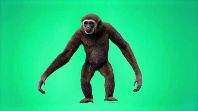 A detailed 3D animated brown gibbon primate stands looking forward against a solid green screen backdrop. Perfect for wildlife documentaries, nature promos, and chroma key VFX compositing.