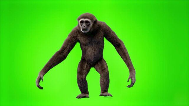 Detailed 3D model of a white-handed gibbon ape standing in full view, isolated on a bright green screen chroma key background. Ideal for wildlife documentaries, zoology educational videos, exotic anim